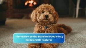 Information on the Standard Poodle Dog Breed and Its Features