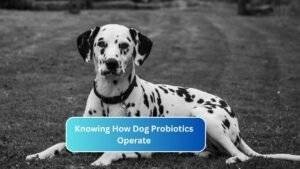Knowing How Dog Probiotics Operate