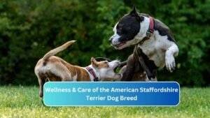 Wellness & Care of the American Staffordshire Terrier Dog Breed